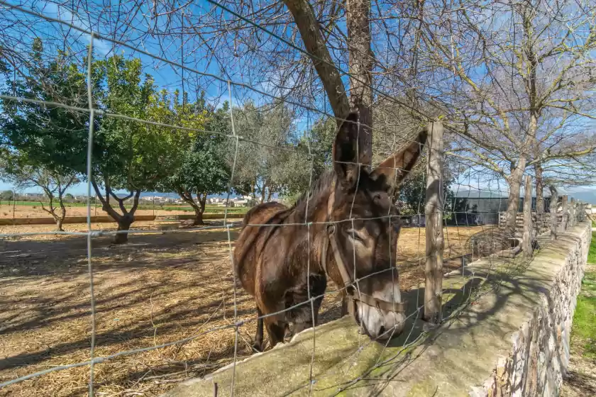 Ferienhaus auf Rafal roig, Sa Pobla