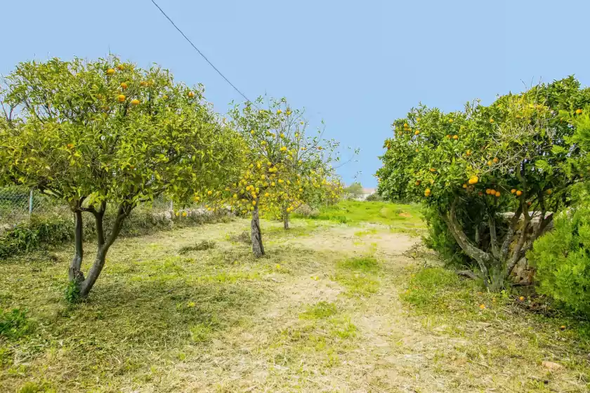 Ferienhaus auf Ses cases noves, Son Negre