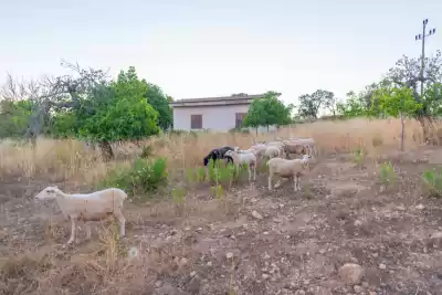 Alquiler vacacional en Maria de la Salut