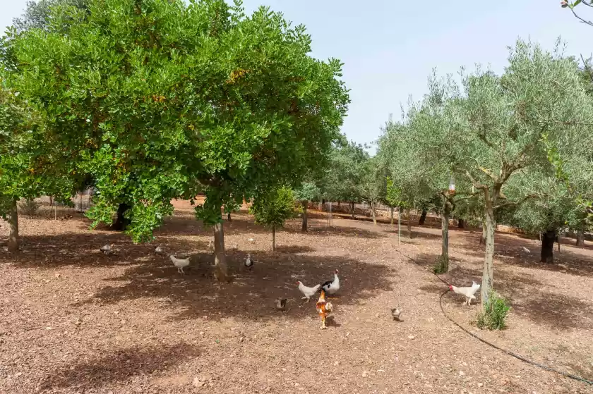 Ferienunterkünfte in Sa mata grossa, Campanet