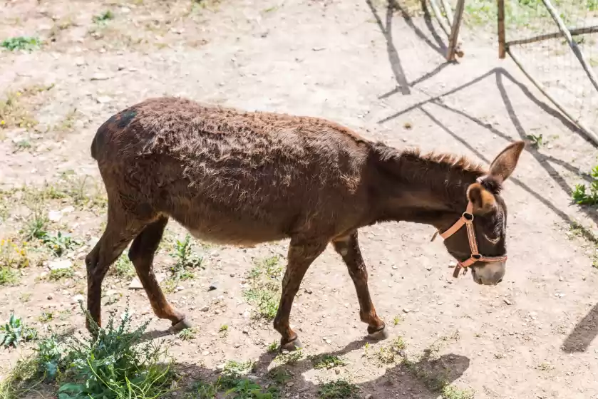 Ferienunterkünfte in La trapa, Andratx