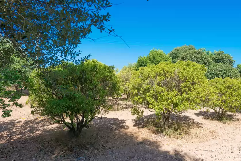 Ferienunterkünfte in S´arbosar rural, Santa María del Camí