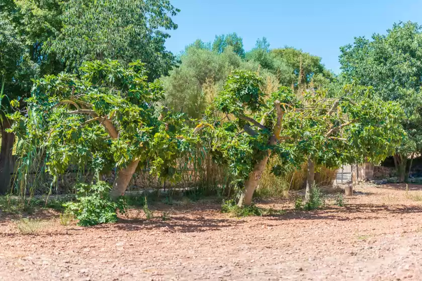Ferienunterkünfte in S´arbosar rural, Santa María del Camí