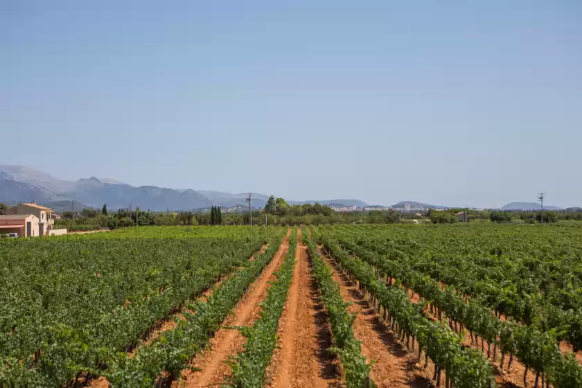 Alquiler vacacional en Es blanquer de na fani, Binissalem