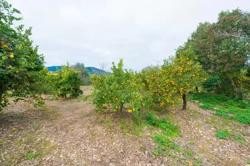 Alquiler vacacional en Can raia, Sóller