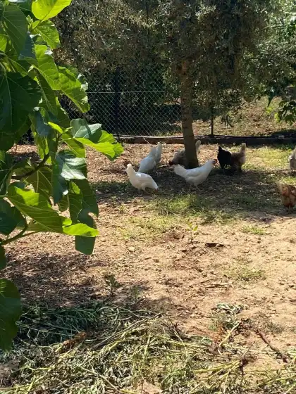 Ferienhaus auf Can pereó, Selva