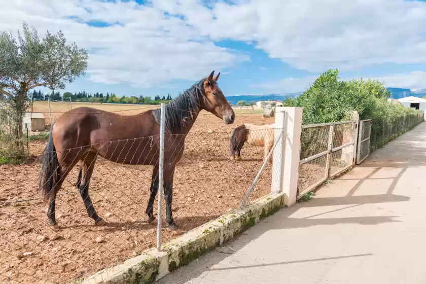 Alquiler vacacional en Can grau 32, Sencelles