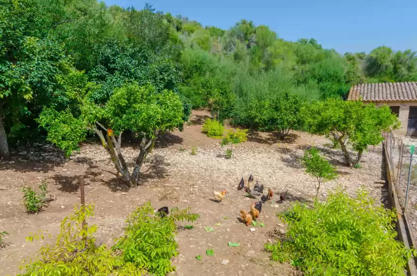 Alquiler vacacional en Ses pedres, Manacor