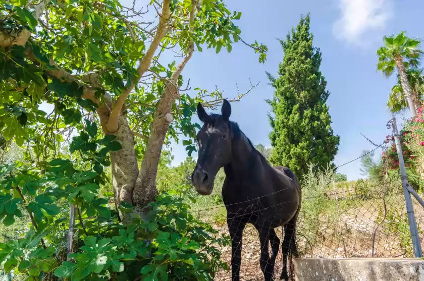 Alquiler vacacional en Ses pedres, Manacor