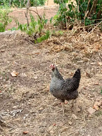 Alquiler vacacional en Can peñes, Andratx