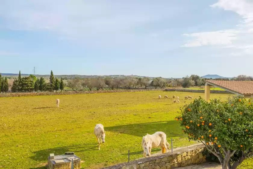 Alquiler vacacional en Liatris, Maria de la Salut