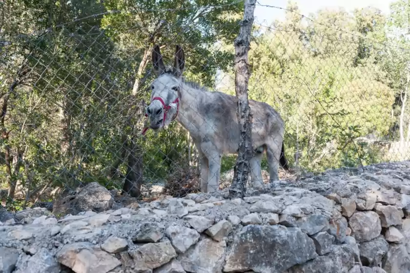 Alquiler vacacional en Casa de piedra, Campanet