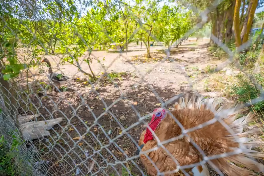 Alquiler vacacional en S'hort de sa bagura, Sant Llorenç des Cardassar