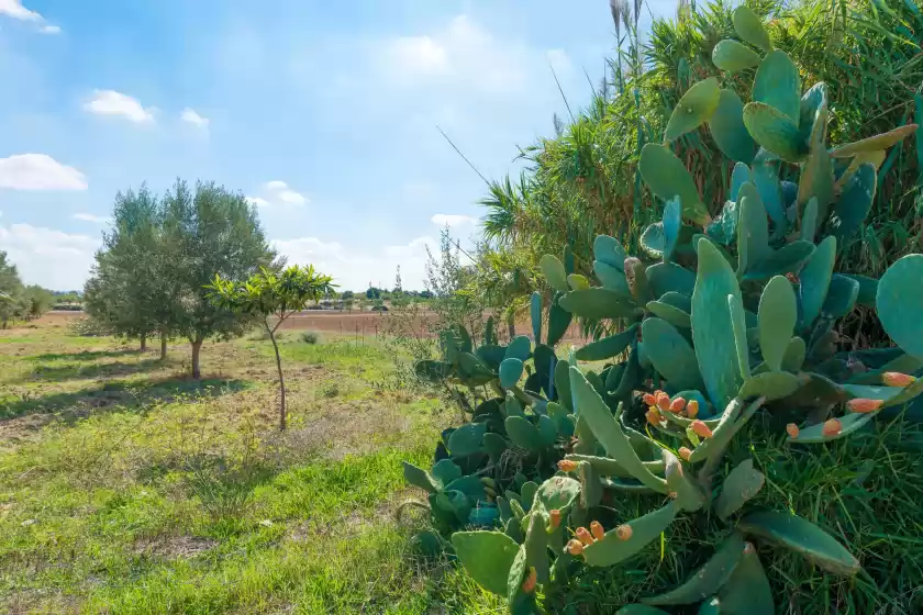 Holiday rentals in Granja, Inca