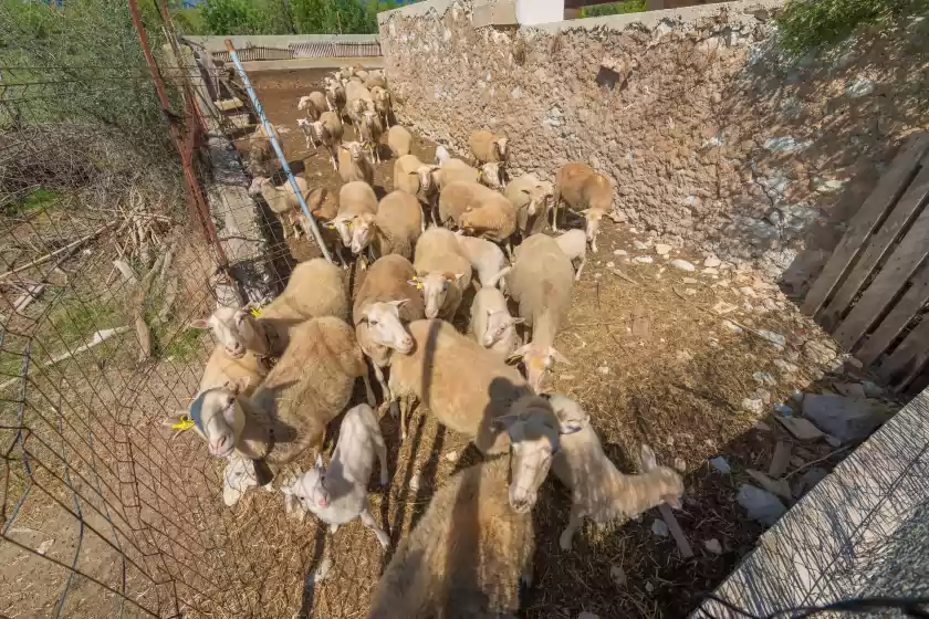 Alquiler vacacional en Granja, Inca